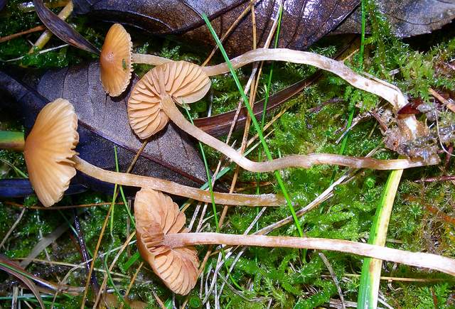 Galerina clavata      ( Velenovsky)    Kuhner